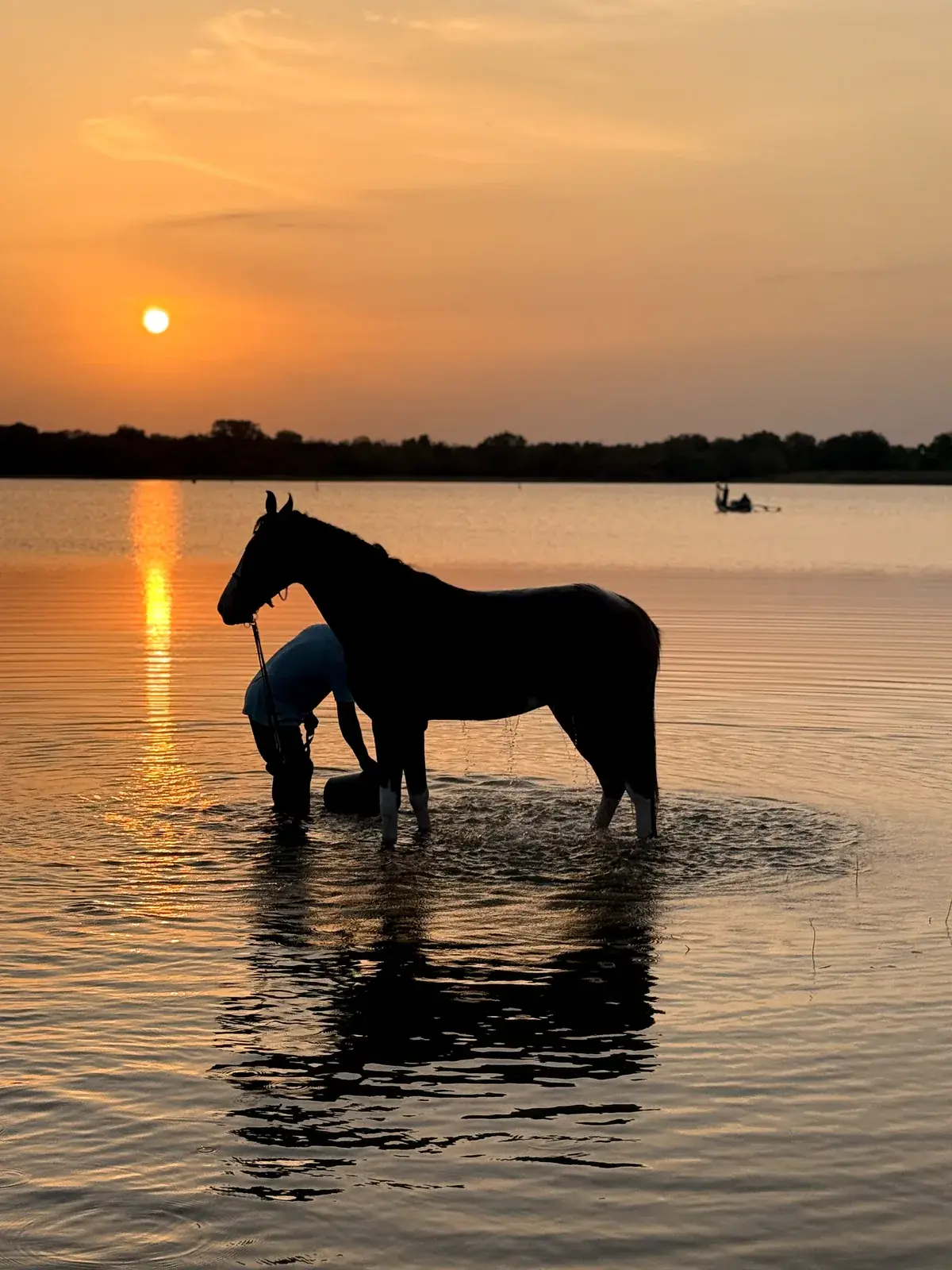 Horse and rider at Vonfidel Ranch in Sri Lanka at dawn.