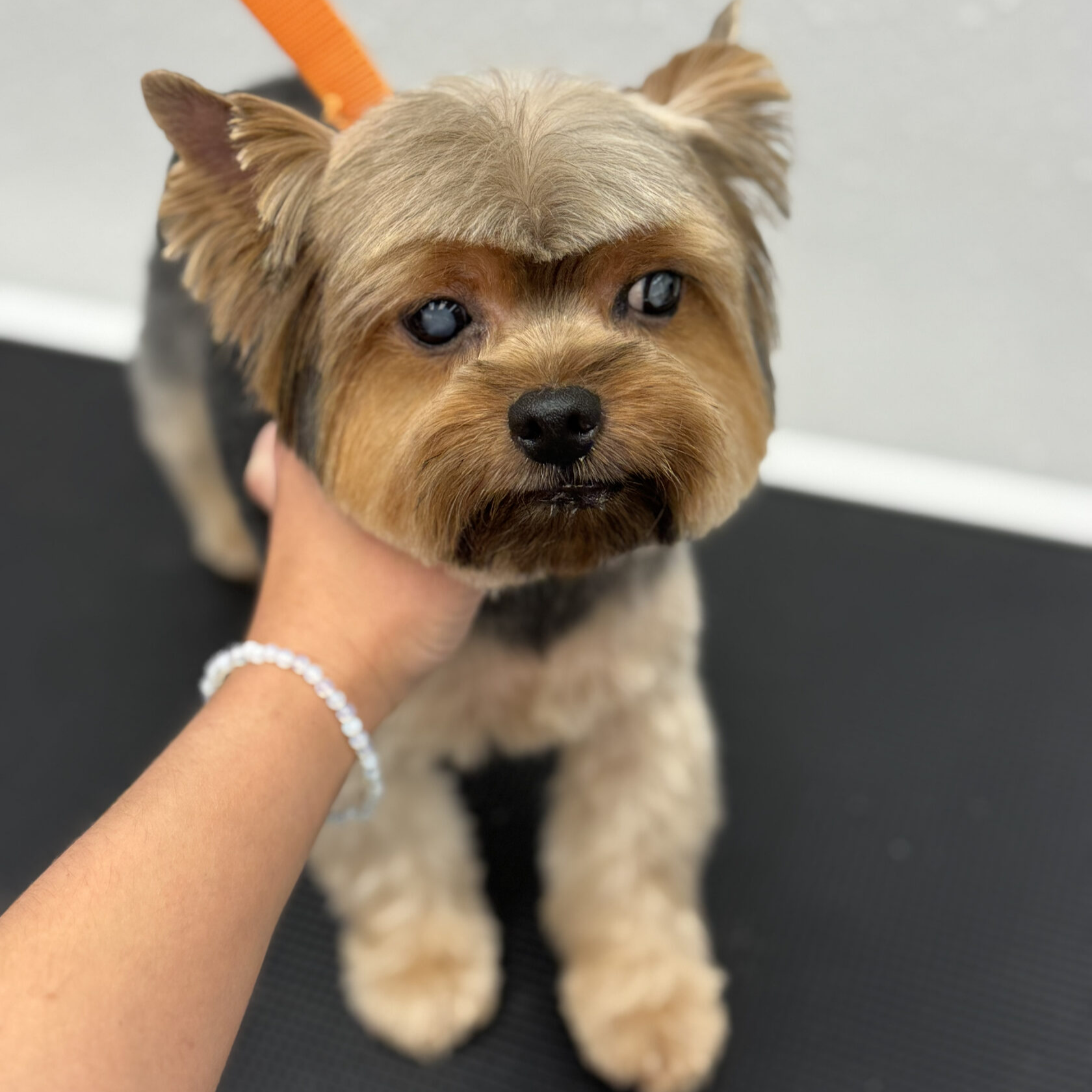 Freshly groomed Yorkshire terrier