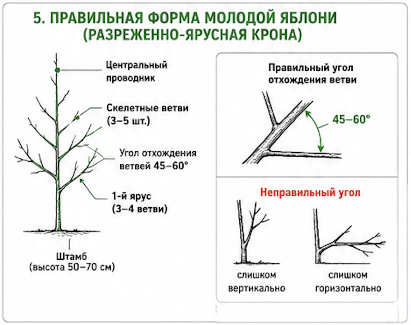 Диаграмма идеальной формы кроны молодого плодового дерева (яблони, груши, сливы) возрастом 2-3 года - разреженно-ярусной кроны. Показаны точные размеры и расположение элементов: центральный проводник высотой 50-70 см, расположенный в центре как самый верхний и толстый ствол. Первый ярус скелетных ветвей состоит из 3-5 ветвей, отходящих под углом 45-60 градусов от проводника. Расстояние между первым и вторым ярусом примерно 30-40 см. Второй ярус состоит из 3-4 ветвей, расположенных так, чтобы они не закрывали и не затеняли первый ярус. На диаграмме показаны допустимые и недопустимые углы отхождения ветвей. Правильные углы 45-60 градусов позволяют создать прочную крону. Неправильные углы - вертикальные ветви или острые углы менее 30 градусов - приводят к слабой форме дерева. Эта форма кроны обеспечивает хорошее развитие и высокие урожаи плодового дерева в будущем.