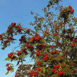Rowan Tree
