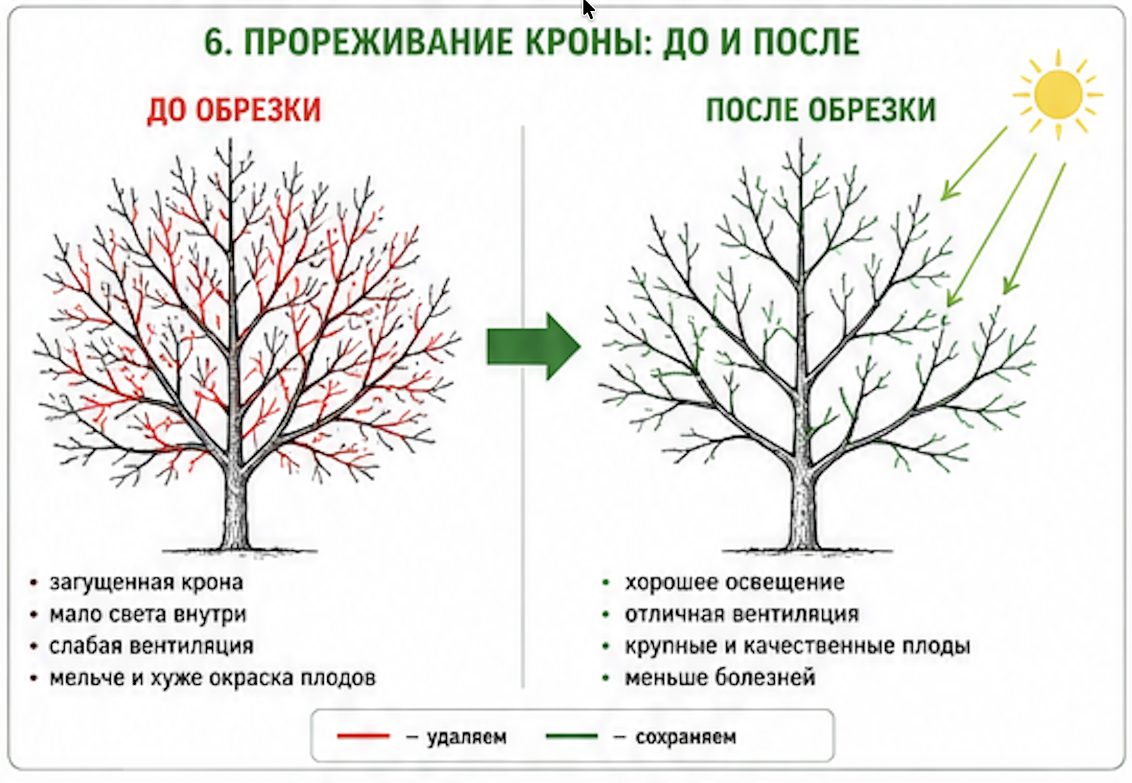 Сравнение кроны плодового дерева (яблони, груши, сливы) до и после прореживающей обрезки. Левая сторона диаграммы показывает загущенную крону до обрезки: множество переплетающихся ветвей, закрывающих внутреннюю часть кроны, плохое проникновение солнечного света внутрь дерева, ветви трутся друг о друга и повреждают кору, видны признаки болезни парша на плодах, которые выглядят бледными и мелкими из-за недостатка света. Правая сторона показывает то же плодовое дерево после прореживающей обрезки: разреженная, открытая крона с хорошим проникновением солнечного света до центра дерева, хорошая вентиляция воздуха, видны крупные сладкие плоды красного цвета, дерево выглядит здоровым. Зеленые стрелки на диаграмме указывают сохраненные ветви. Красные стрелки указывают удаленные ветви при прореживающей обрезке. На фоне показано солнце, иллюстрирующее разницу в освещении кроны до и после обрезки.