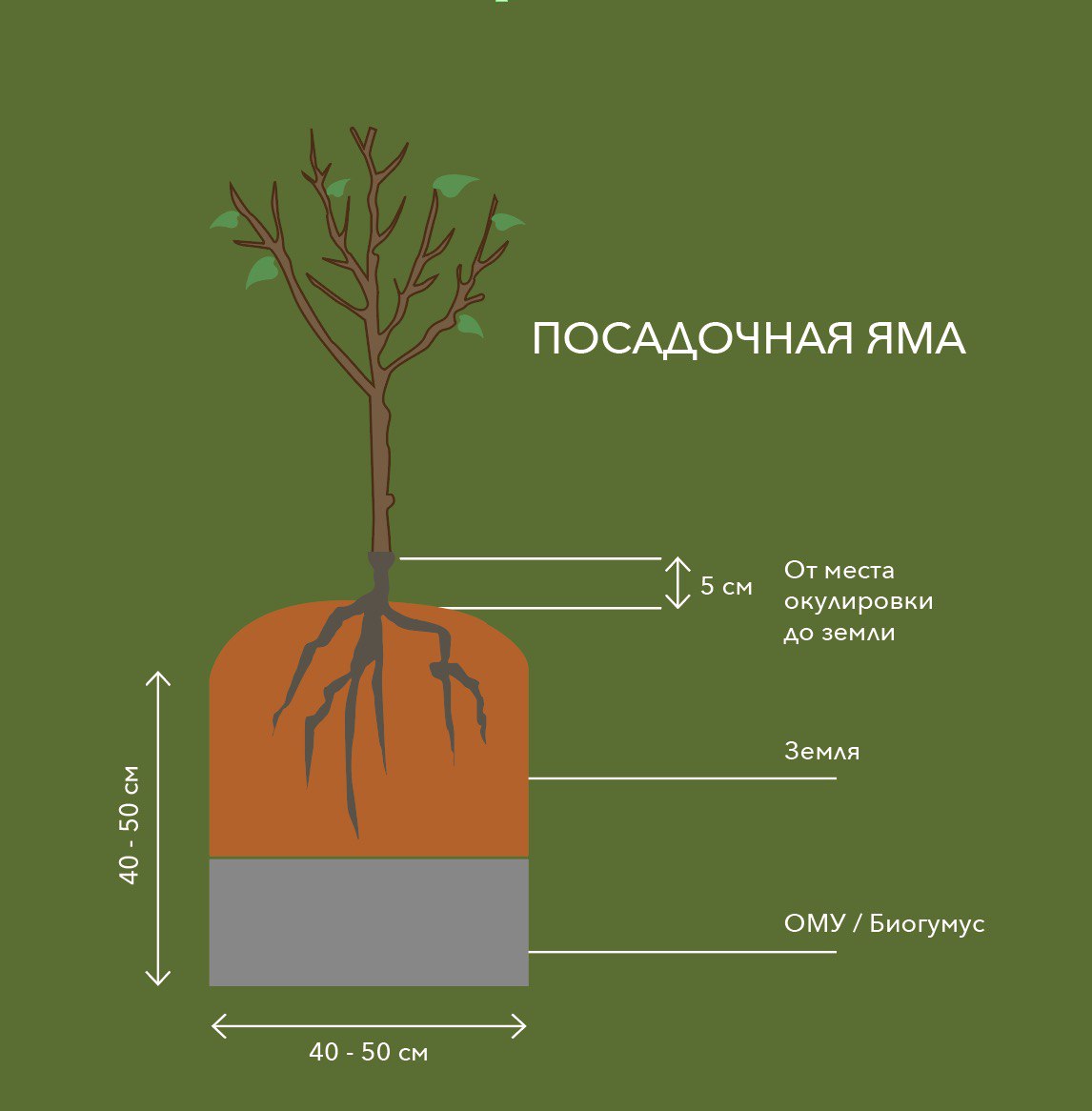Схема посадочной ямы для саженца: глубина и ширина 40–50 см, место окулировки на 5 см выше уровня земли, слои земли и ОМУ/биогумуса