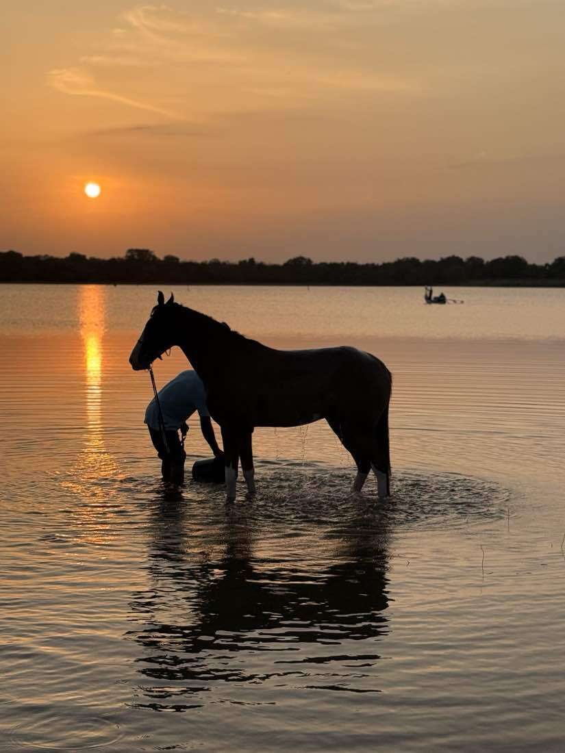 Horse and rider at Vonfidel Ranch in Sri Lanka at dawn.