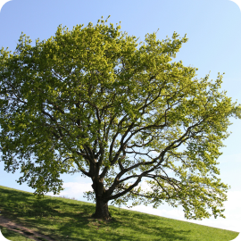 Oak Tree (Native Irish)