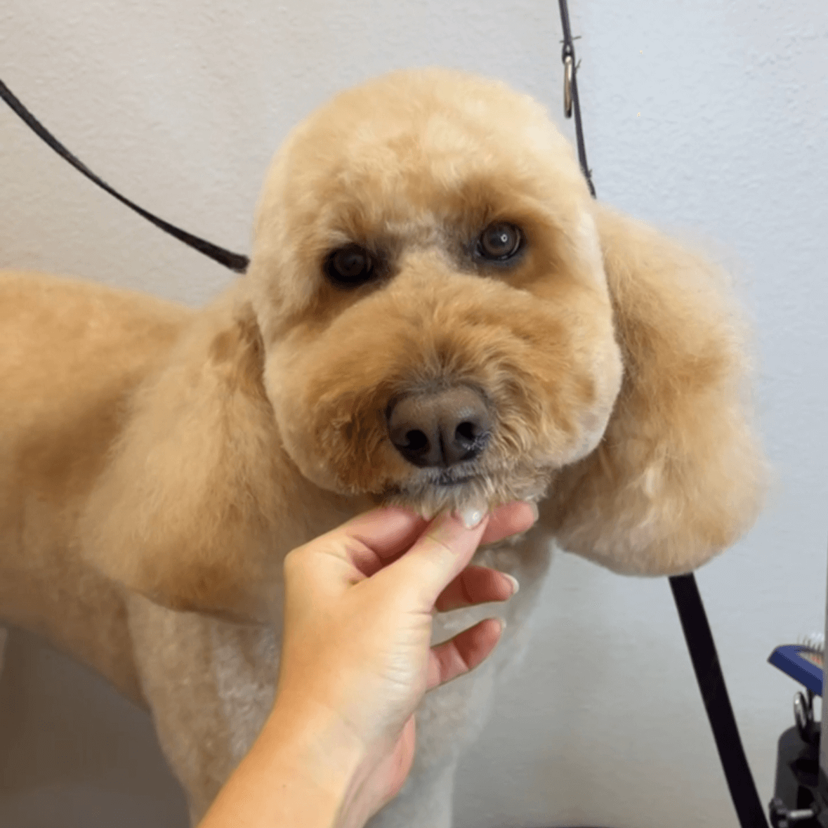 Apricot poodle after a fresh groom