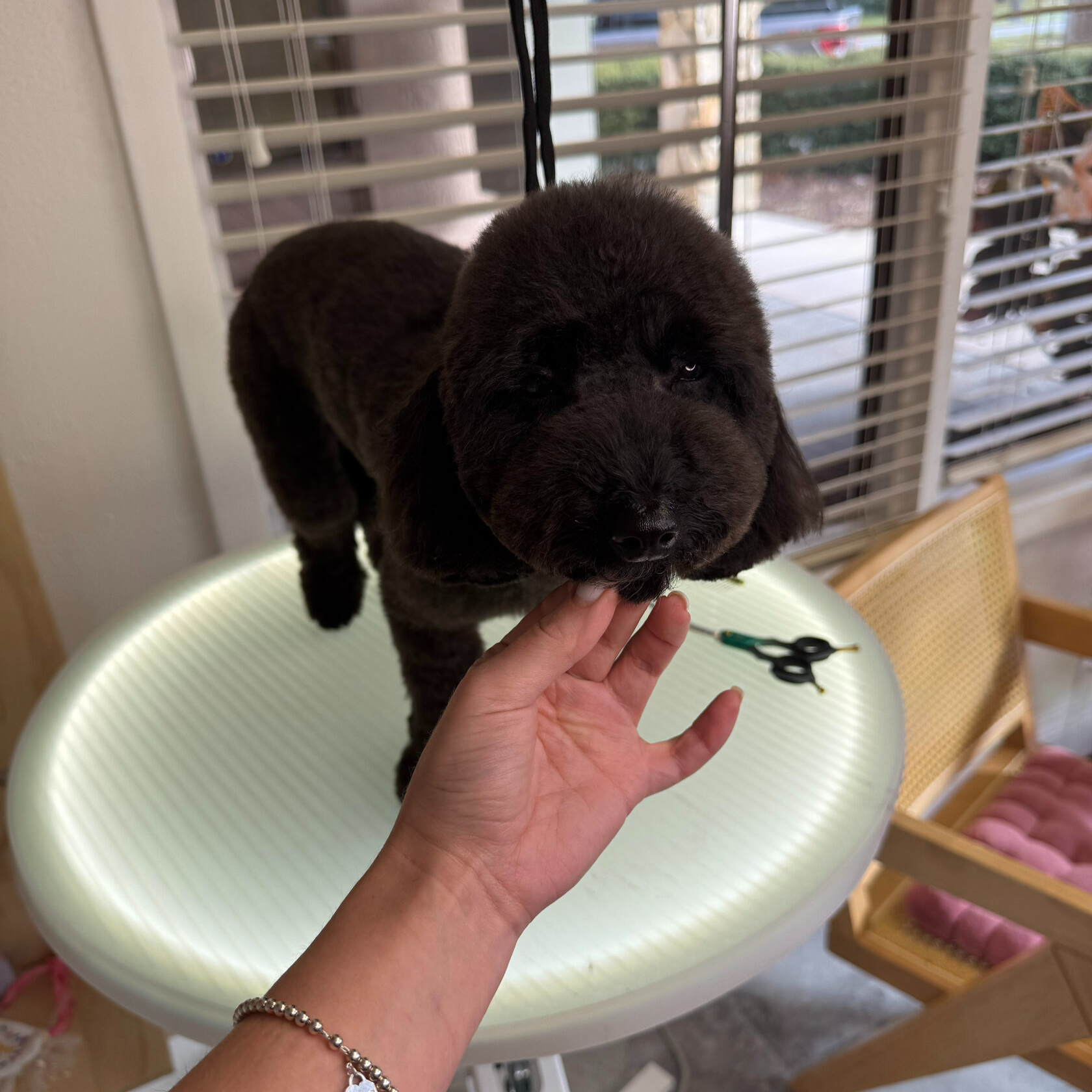 Black dog after grooming