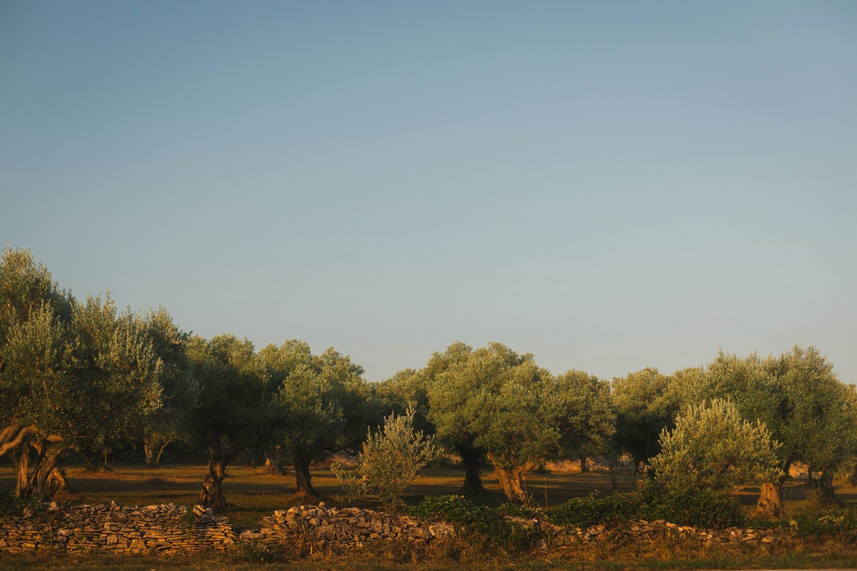Harvest nets spread beneath silver-green olive trees on a bright autumn morning in Sicily