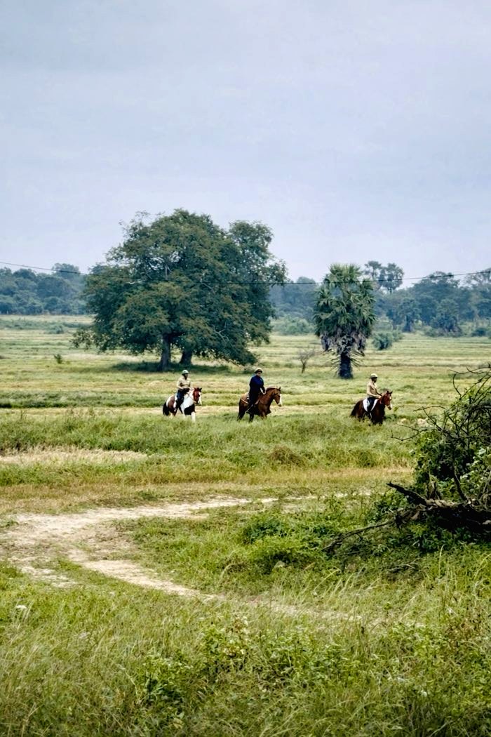 Riders crossing open green country near Vonfidel Ranch during a guided trail ride in Sri Lanka