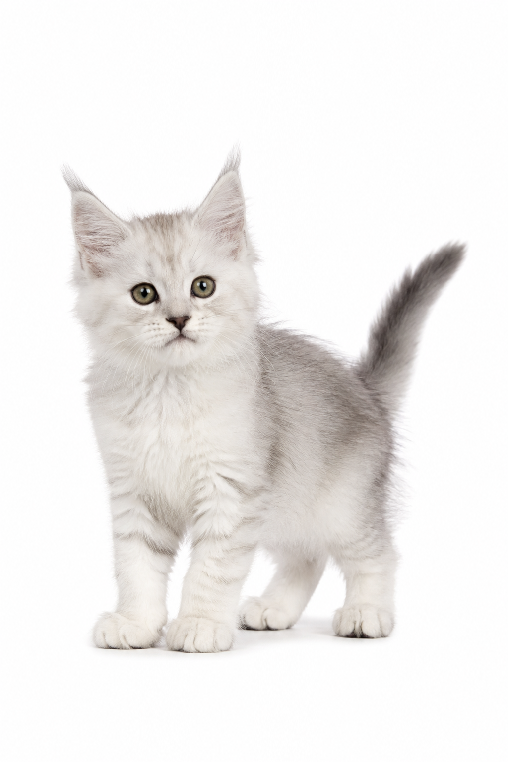 Maine Coon kitten on a white background