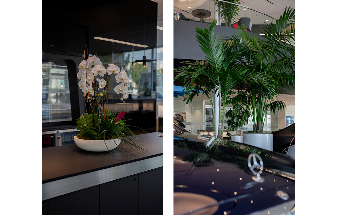 artificial ficus plant FOREVER LEAF 72