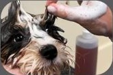 Small dog being bathed