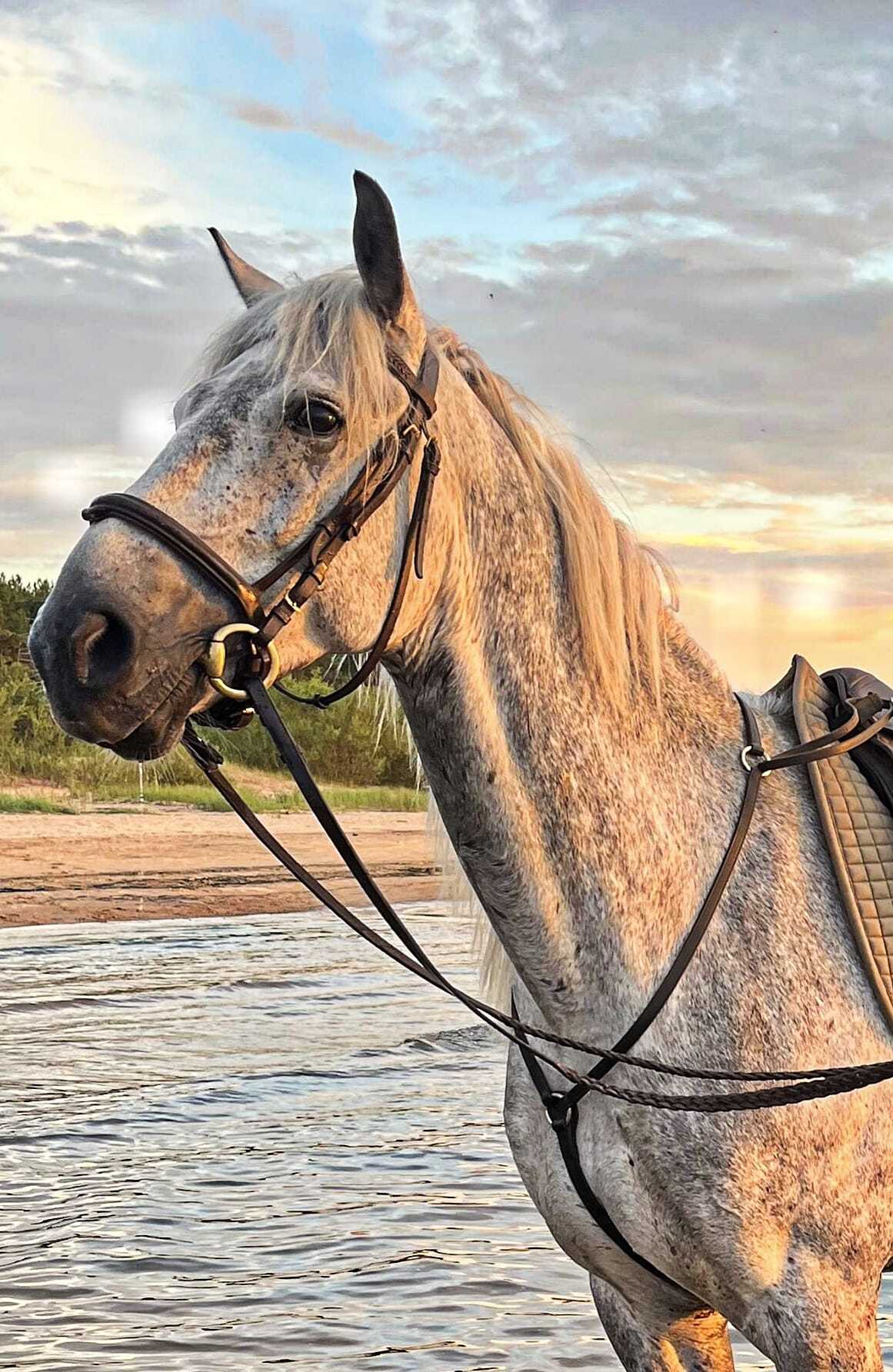 Rīga Trail Ride - Horseback Adventures Near Riga