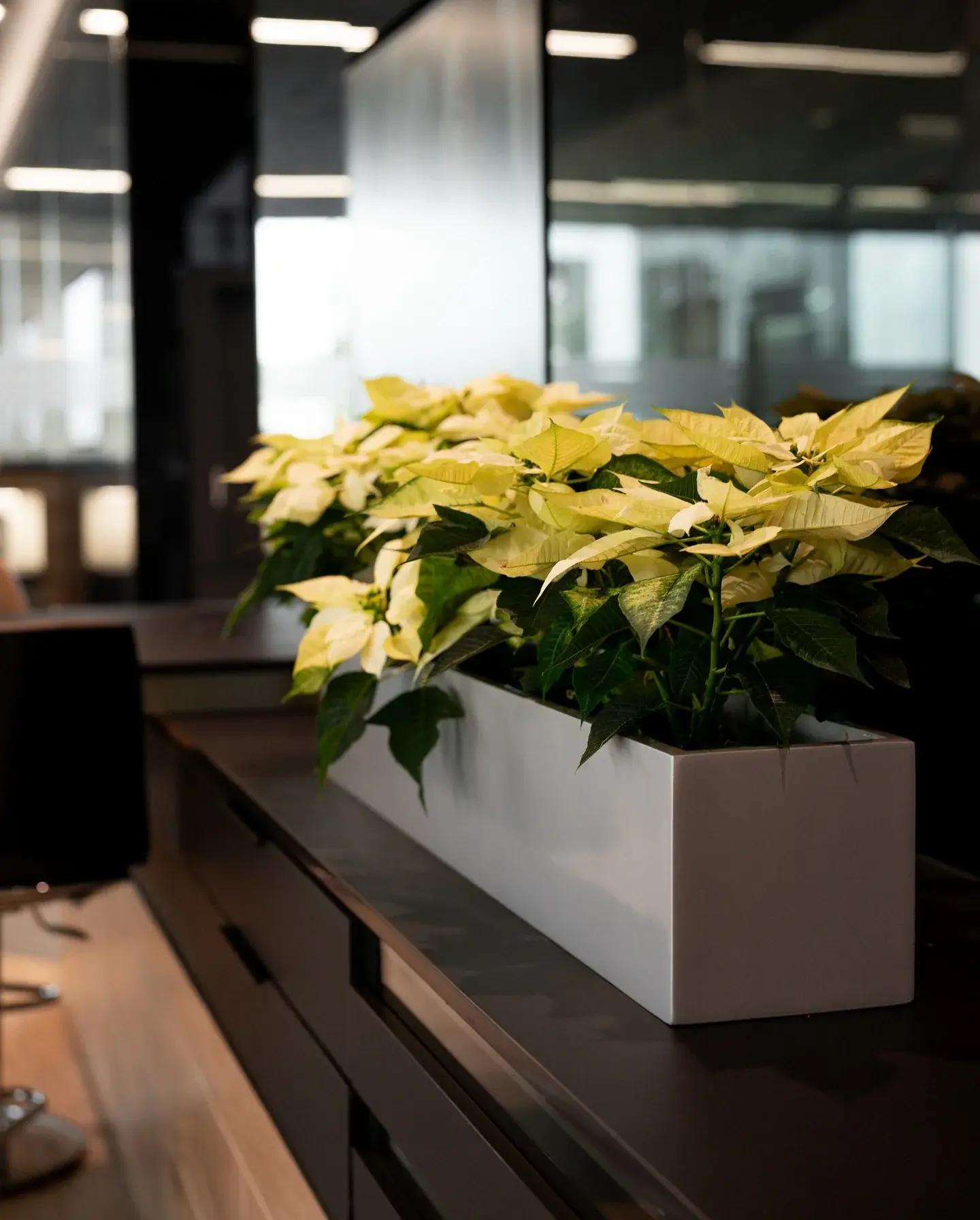 Pale yellow poinsettias in a long white planter on a showroom desk