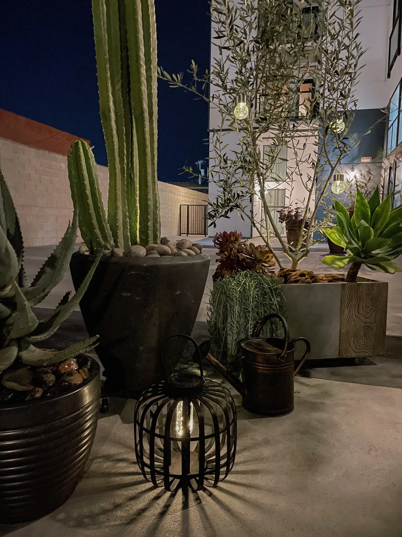 Cactus, olive tree and lanterns