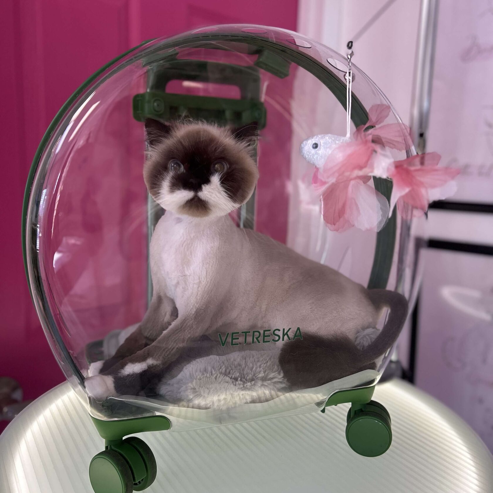 Cat receiving a spa treatment at Pink Bone