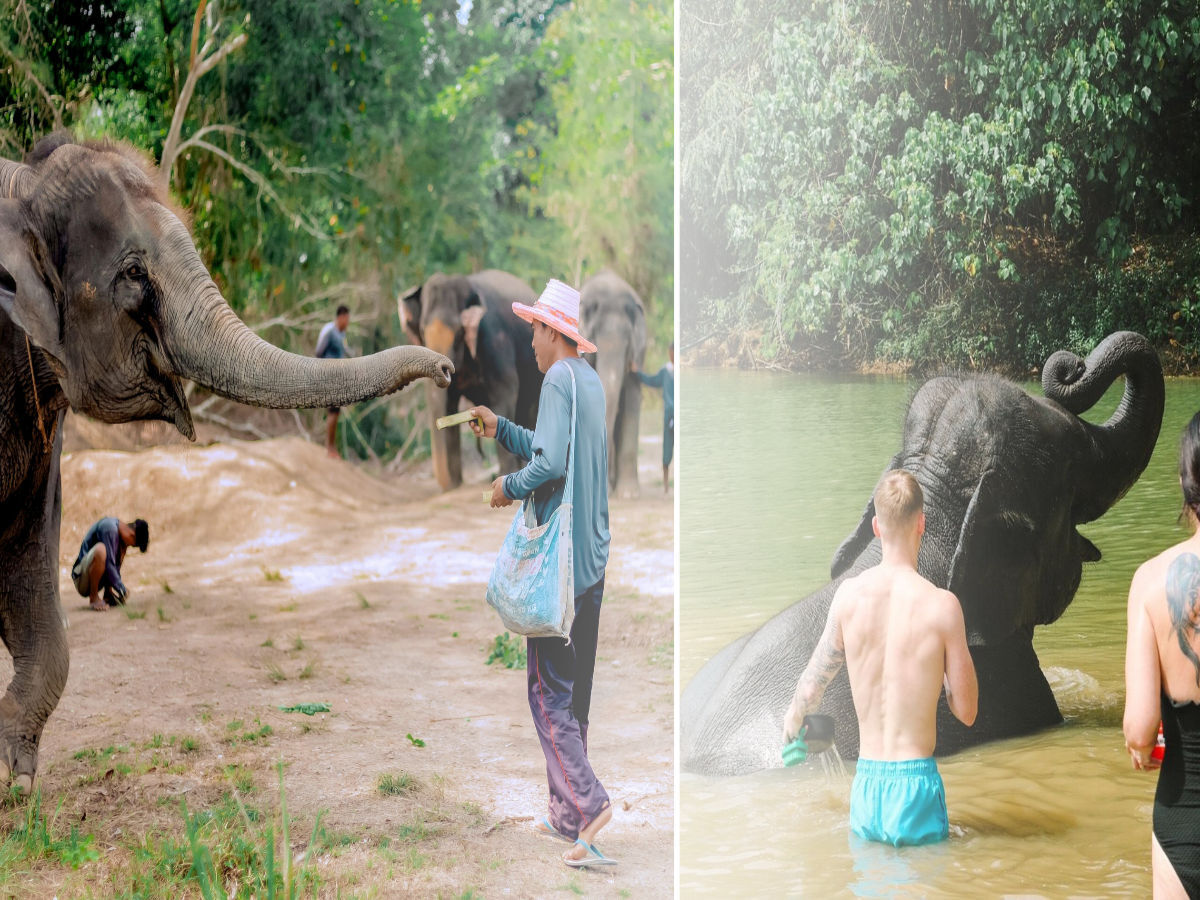 Rescued elephant, lakeside forest, Phuket