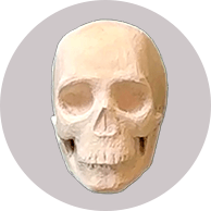 Learn to Make BJD Skulls