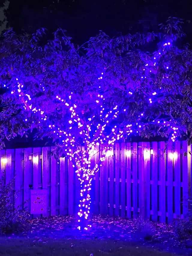 Purple decorative lights on trees