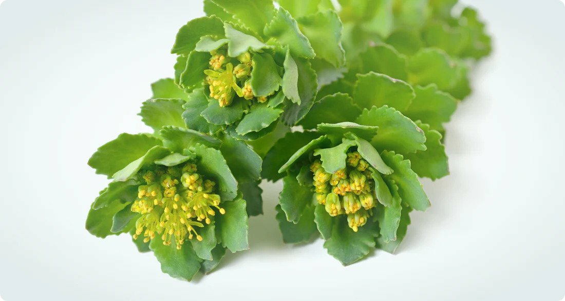 Rhodiola rosea plant with green leaves and yellow flowers