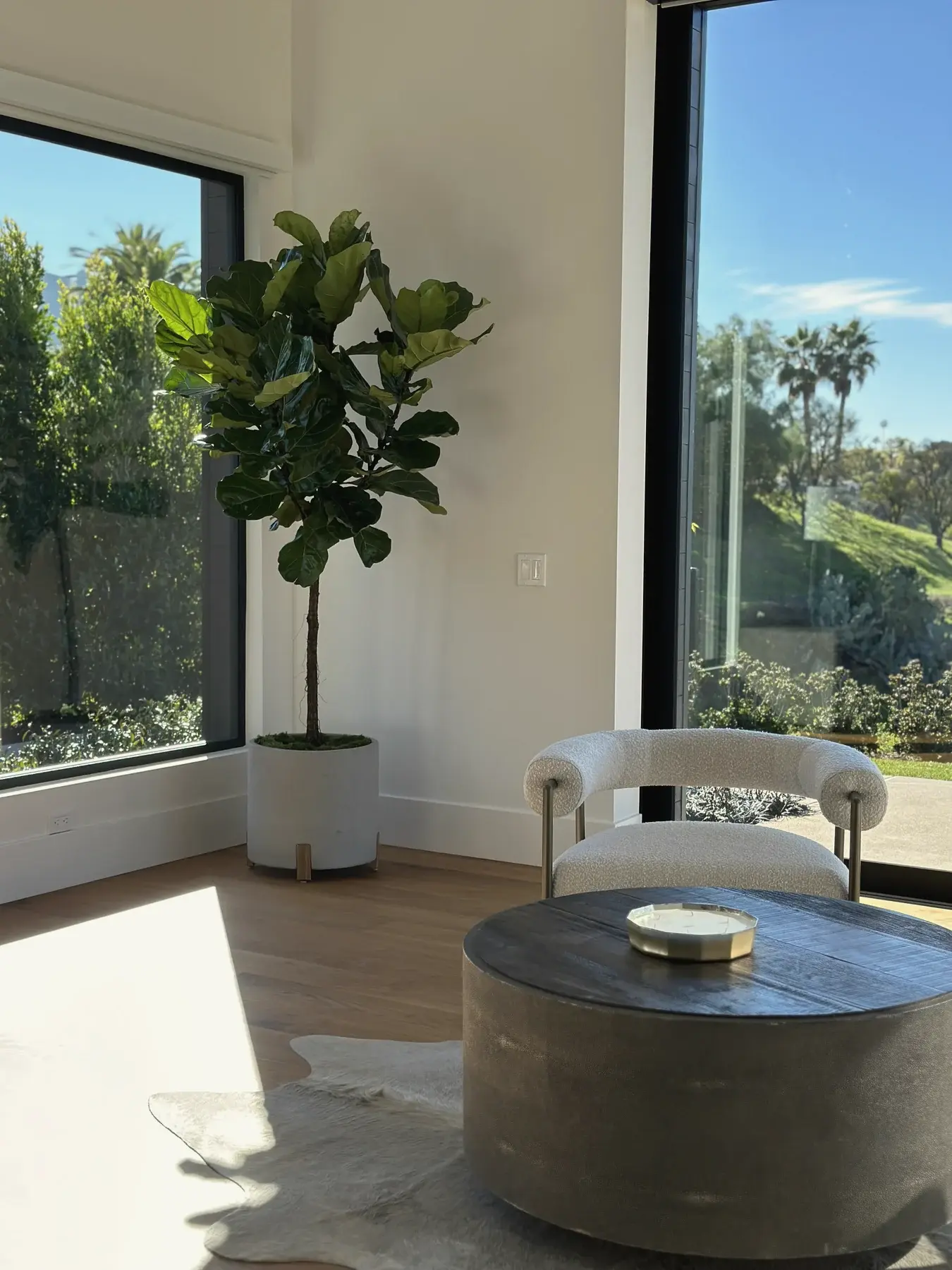Fiddle-leaf fig by a garden window