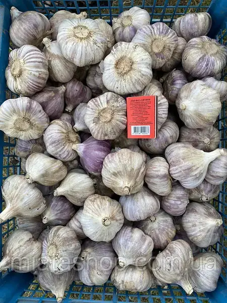 Посадковий часник