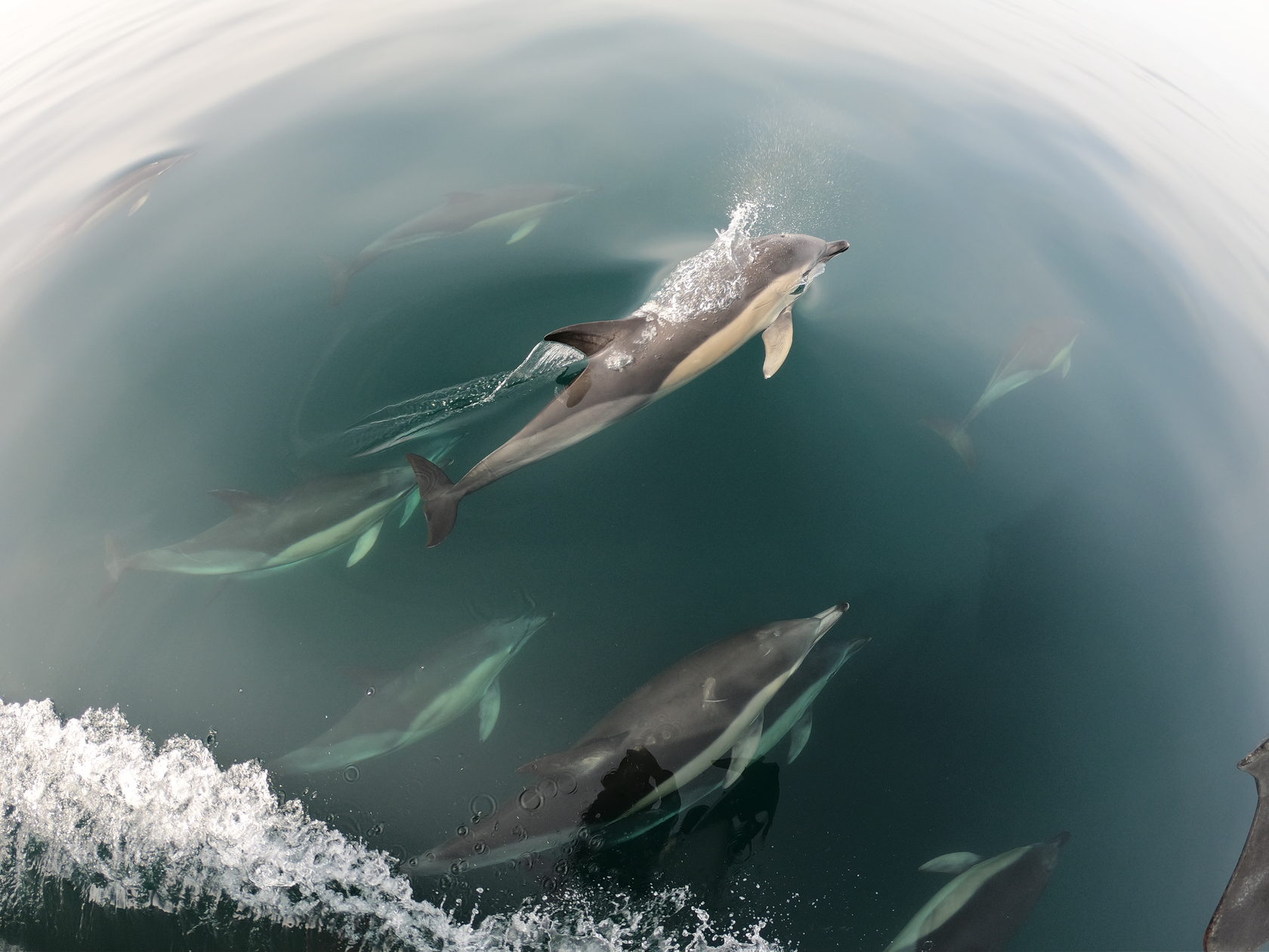 dolphins
