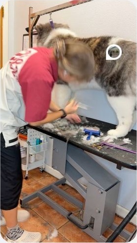 Groomer caring for a large dog