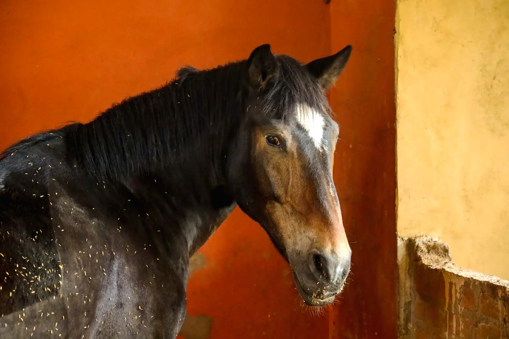 Dark bay horse standing in a terracotta stable doorway at Vonfidel Ranch in Sri Lanka