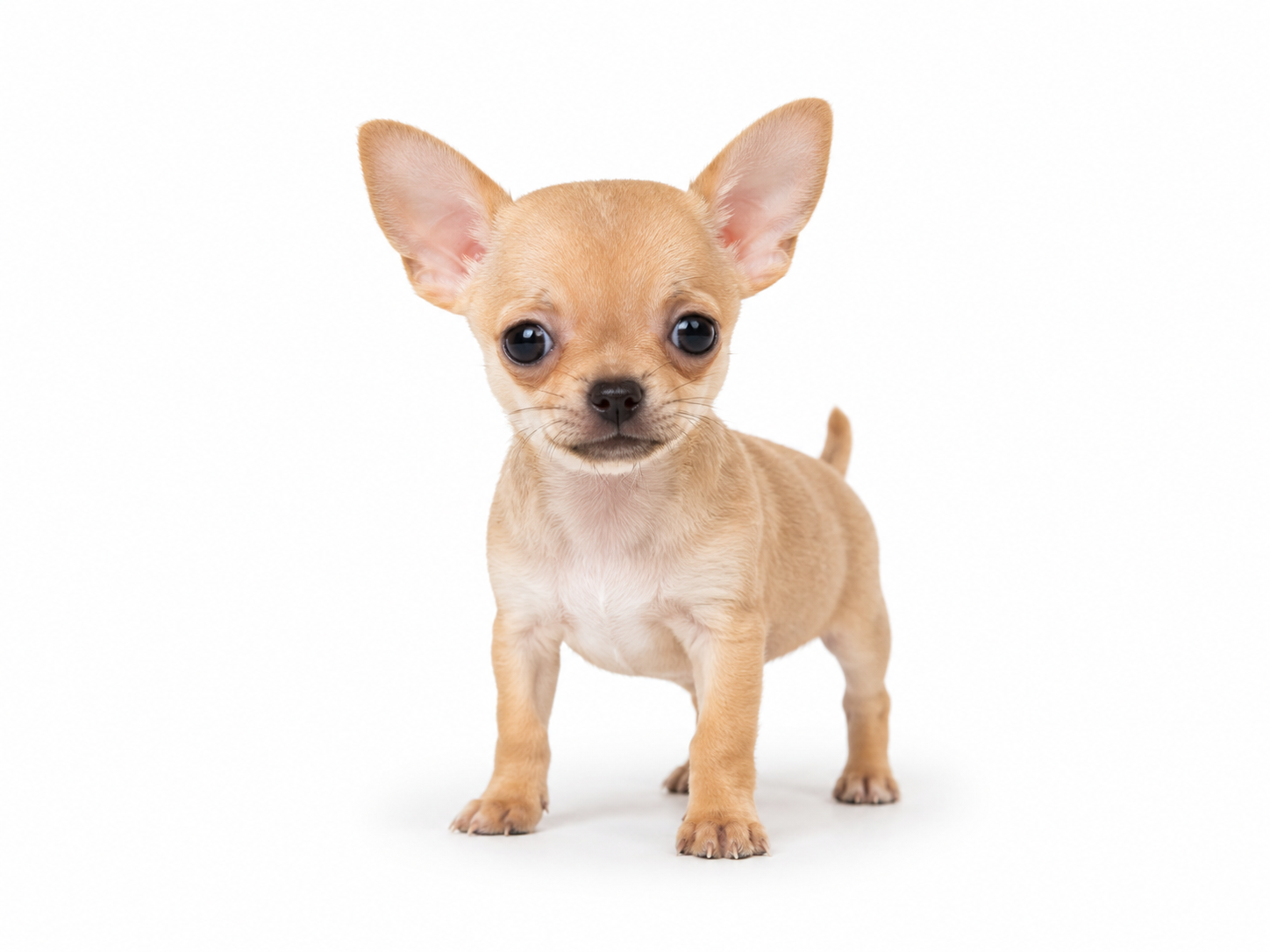 Chihuahua puppy