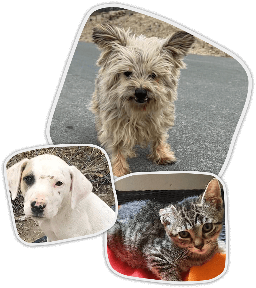 Voluntarios de Apama Nature con perros