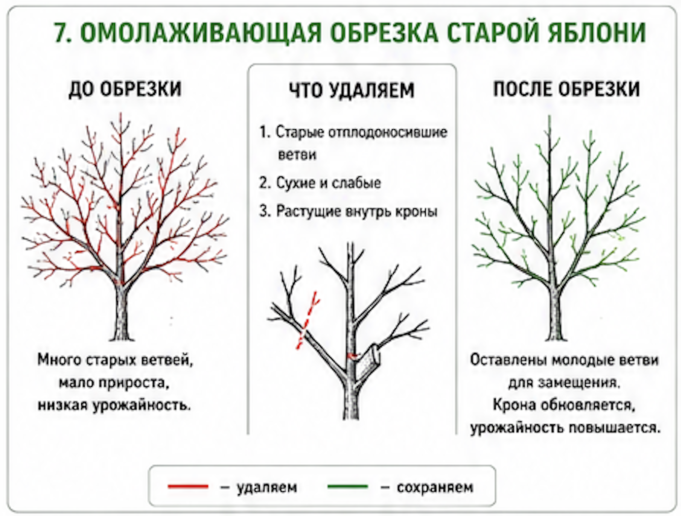 Диаграмма этапов омолаживающей обрезки старого плодового дерева (яблони, груши, сливы), проводимой в течение 2-3 лет. Левая часть диаграммы показывает состояние до омолаживающей обрезки: многолетнее дерево возрастом 20+ лет с множеством старых толстых ветвей, мало молодого живого прироста, низкая урожайность из-за возраста, загущенная крона, некоторые ветви начинают отмирать. Центральная часть показывает пошаговые действия на каждом этапе: удаление 1-2 самые старые и толстые ветви в год, удаление всех сухих и мертвых побегов, удаление загущающих ветвей, прореживание кроны. Правая часть показывает результат после 2-3 лет постепенной омолаживающей обрезки: молодая, здоровая крона из новых молодых побегов, хорошее солнечное освещение внутри кроны, высокая урожайность восстановлена, плодовое дерево выглядит молодым и продуктивным, способным плодоносить еще многие годы.
