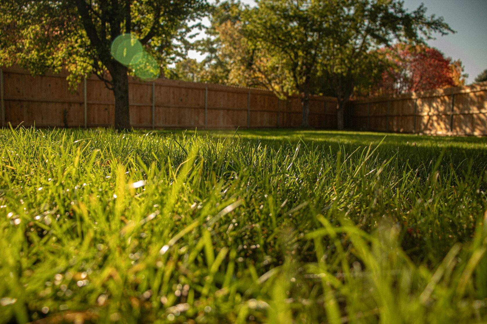 Clean yard guarantee