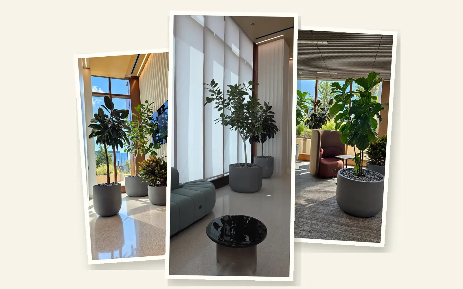 Three plantings at Bristol Myers Squibb's San Diego research hub: rubber trees and a croton in the lobby, a pair of ficus trees by a window and a fiddle-leaf fig in a lounge