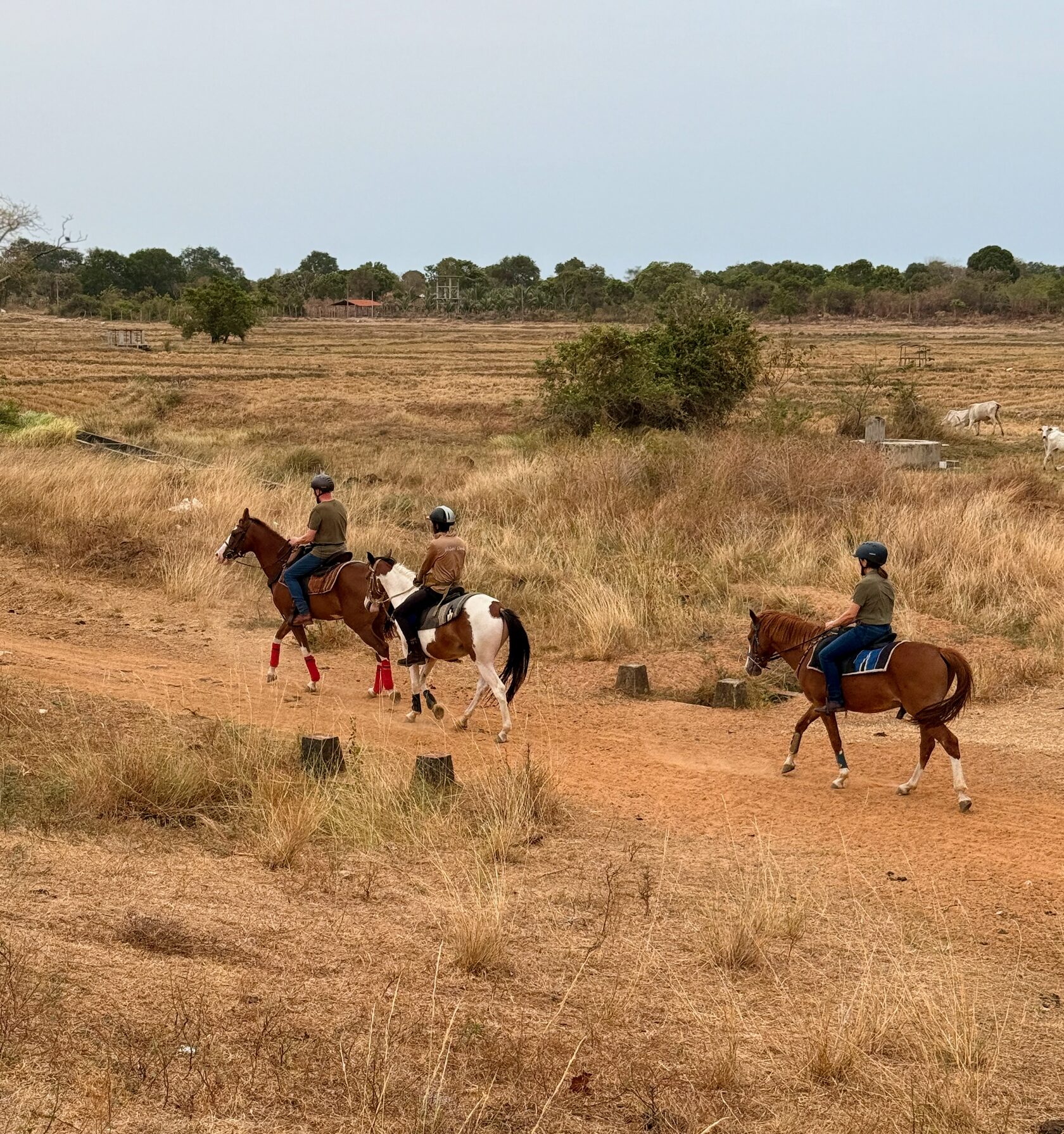 Open rural landscape in Sri Lanka representing experience-led tourism rooted in place.