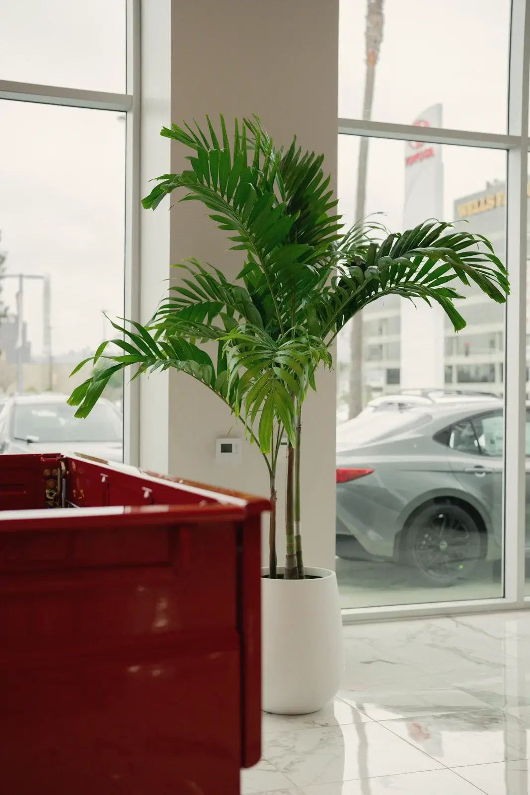 Palm in the bed of a vintage red pickup on the showroom floor