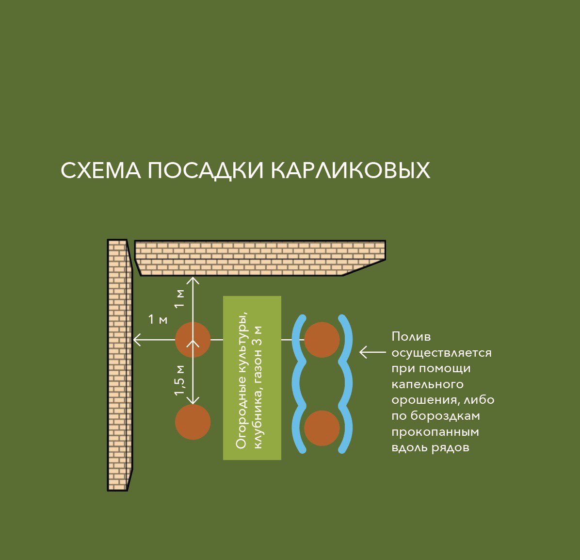 Схема посадки карликовых яблонь и груш: 1 м от забора, 1,5 м между деревьями в ряду, 3 м между рядами, полив по бороздам или капельный