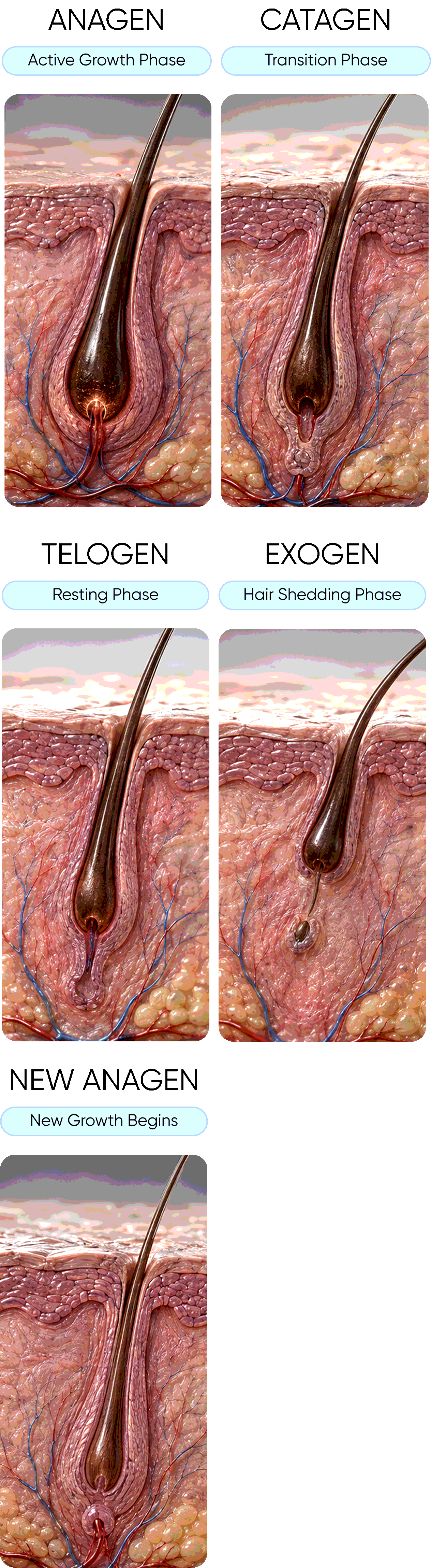 Hair growth cycle: anagen, catagen, telogen, exogen, new anagen