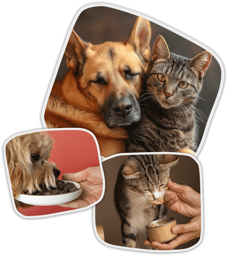 Perro y gato juntos descansando