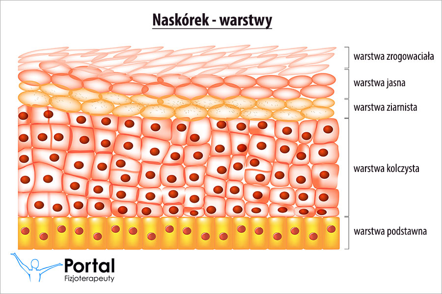 Schemat skóry — terapia światłem LED