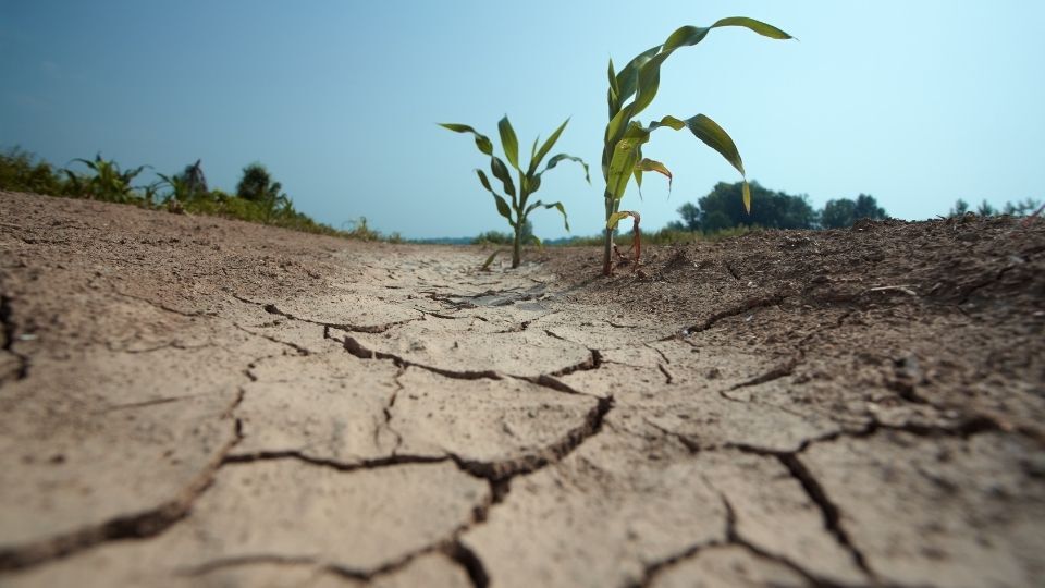 The image shows a dry, cracked field with struggling corn plants under a clear sky, highlighting the impact of drought on water quality and the need for filtration and purification to ensure safe drinking water.