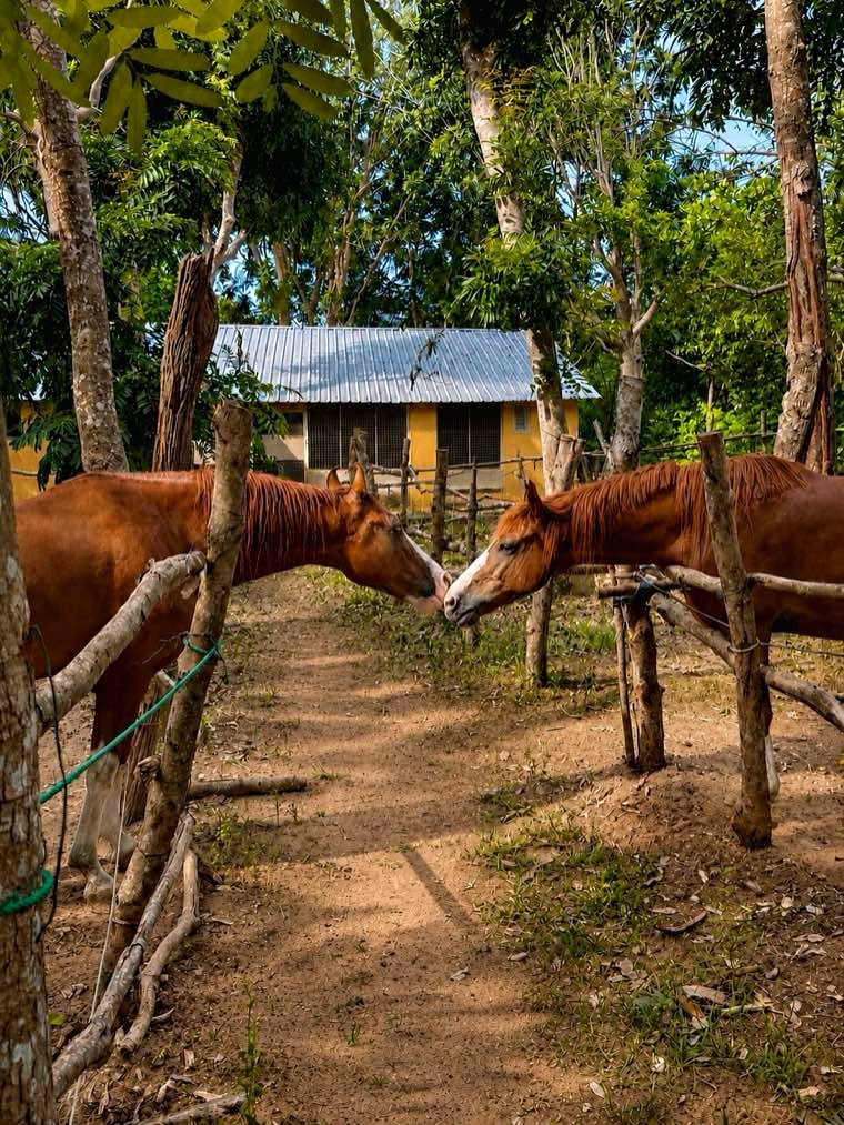 Horses in a shaded paddock at Vonfidel Ranch in eastern Sri Lanka