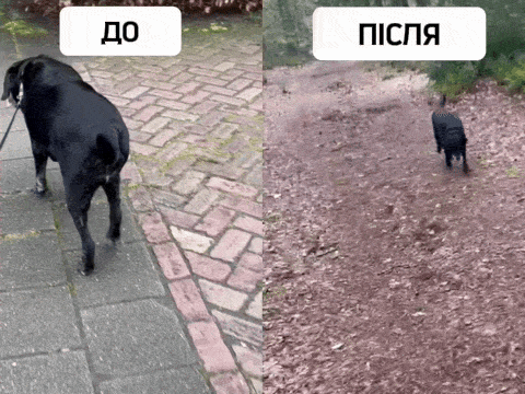 Як давати ЛАПВІТ — просто з руки