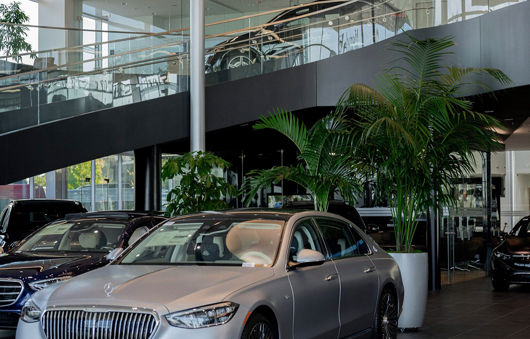 Kentia palm beside a Mercedes-Maybach on a two-story showroom floor