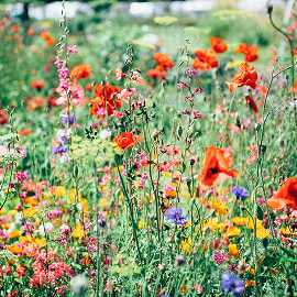 Wildflower Planting
