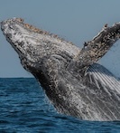 Пляж Диани в Кении