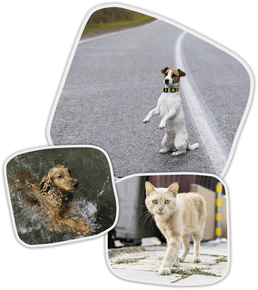 Formulario de contacto de Apama Nature