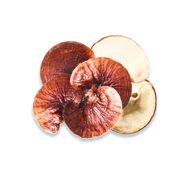 Ganoderma lucidum — რეიში