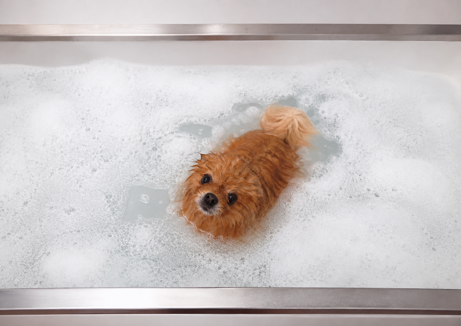 Dog bathing and grooming in Florida