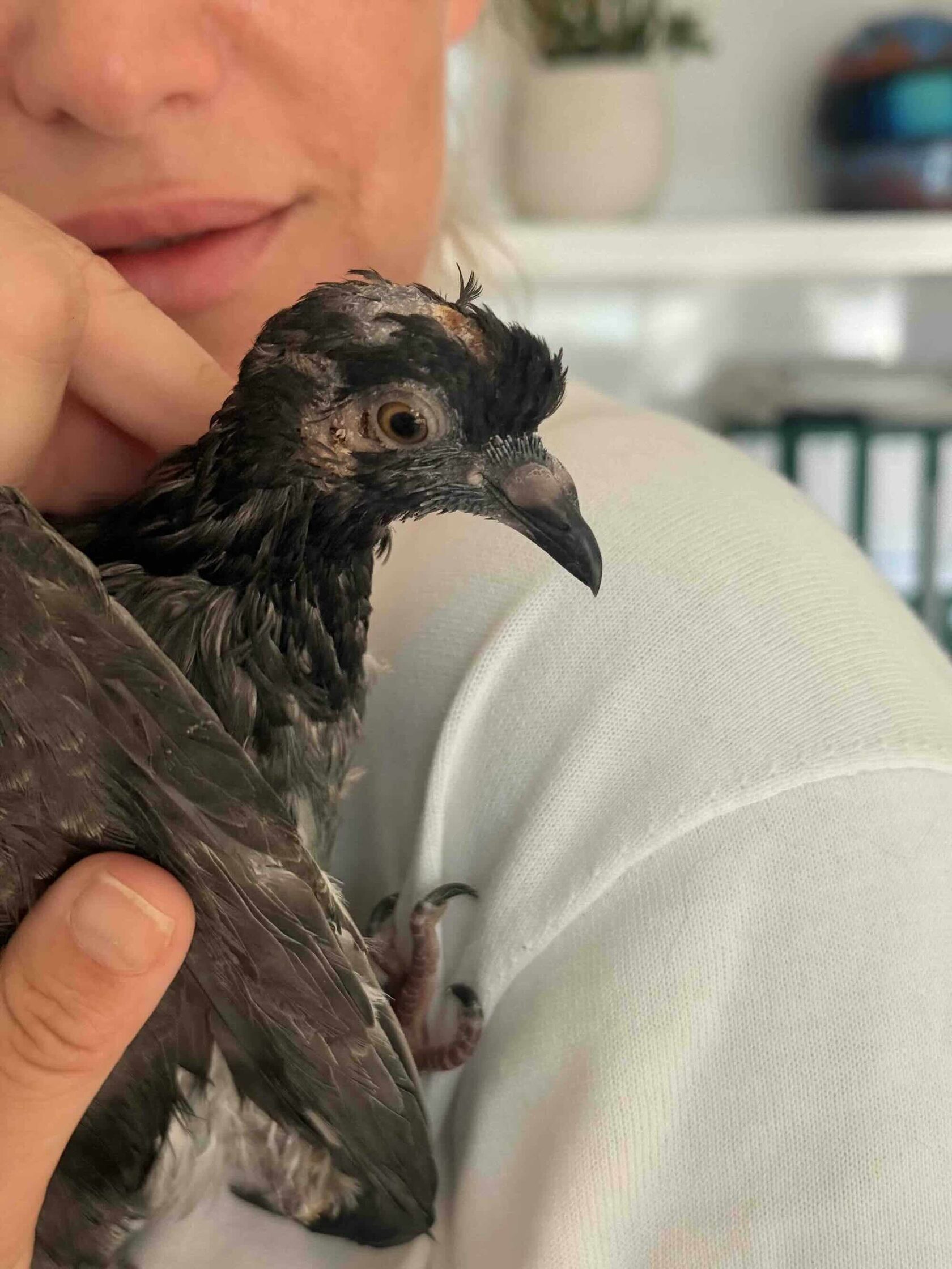 Kesha, una paloma rescatada de una bandada de cormoranes