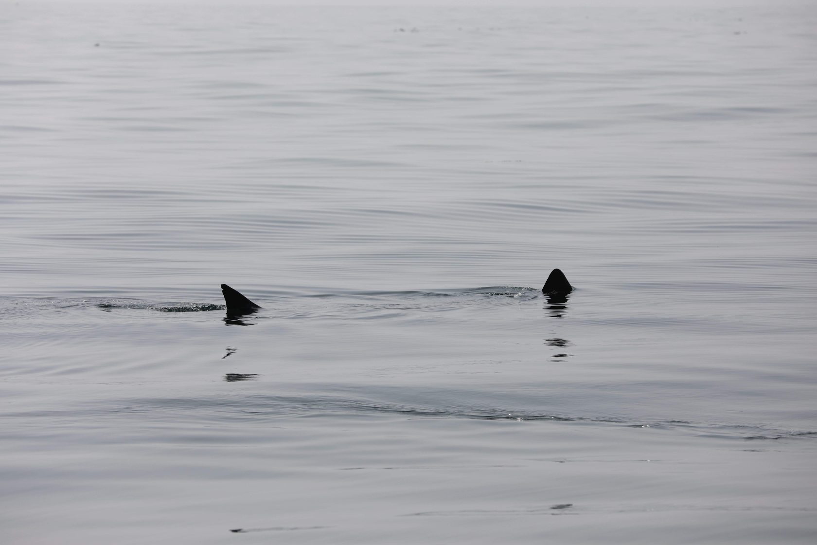 Basking shark